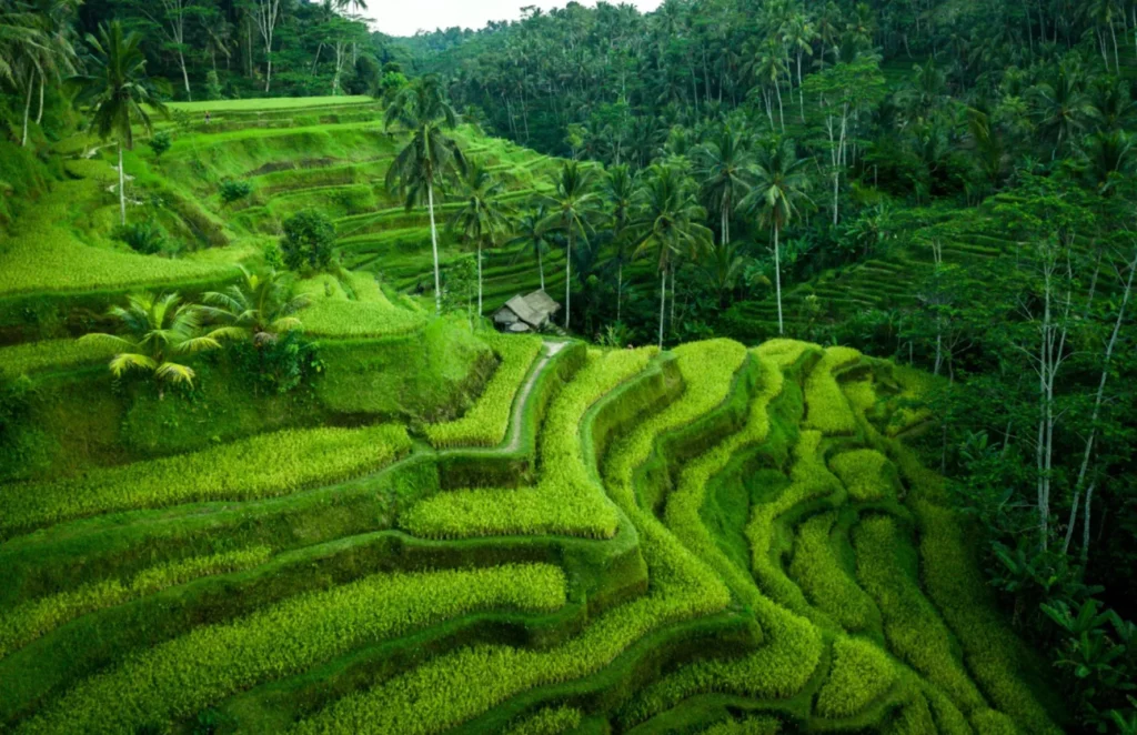 Image of terraced rice field of Ubud village in Bali