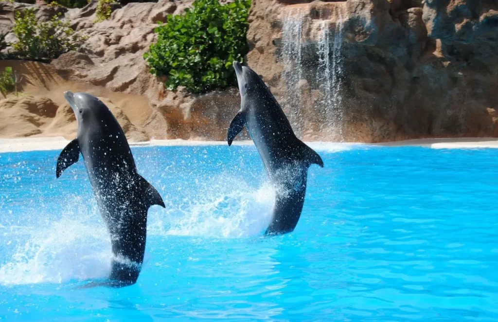 Dubai Dolphinarium image